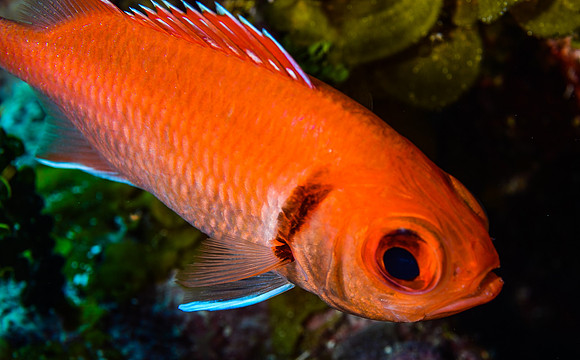 Blackbar Soldierfish