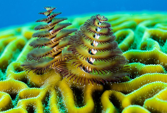 Christmas tree worms