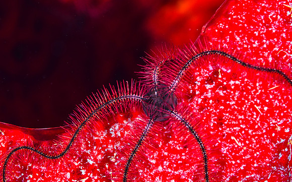 sponge Brittle star