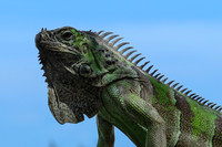 Iguana