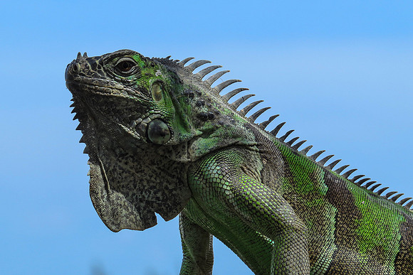 Iguana