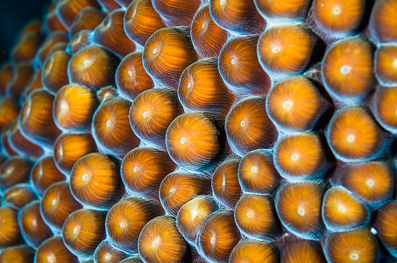 Boulder coral