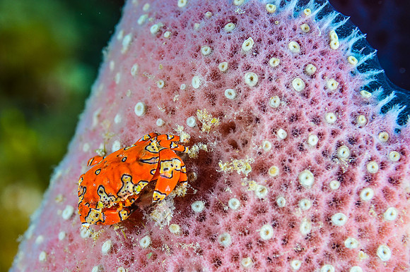 Gaudy Clown crab