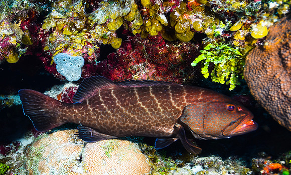 Tiger Grouper