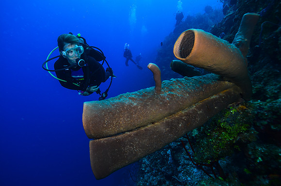Ann observing tube sponges
