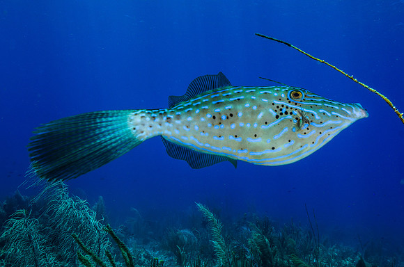 Scrawled filefish
