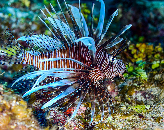 Lionfish