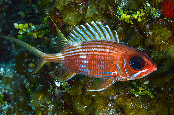 Squirrelfish