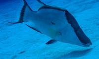 Hogfish rooting in sand for crustaceans