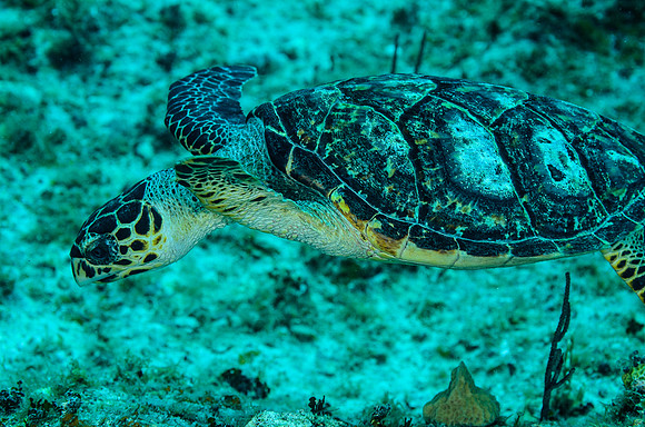 Loggerhead Turtle