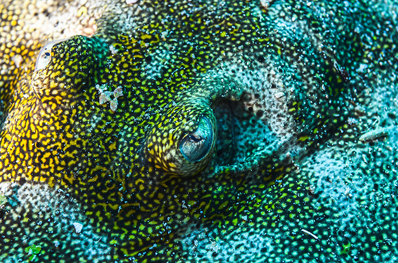 Yellow stingray