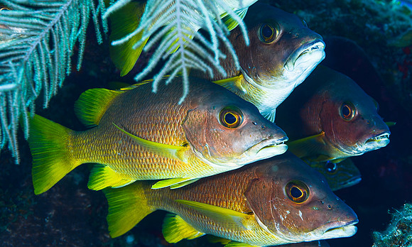 Schoolmaster snapper