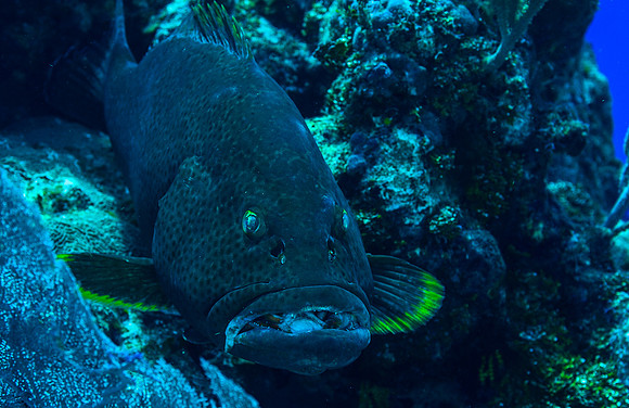 Yellowfin Gouper