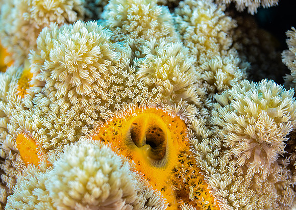 Orange icing sponge surrounded by coral polyps