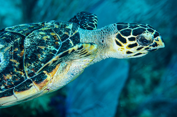 Hawksbill turtle