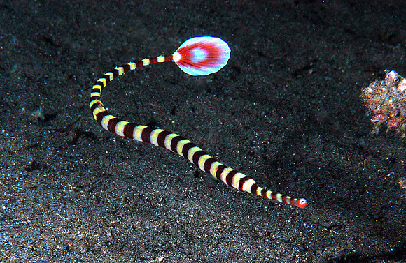 Ringed Pipefish