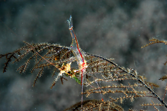 Cleaner shrimp