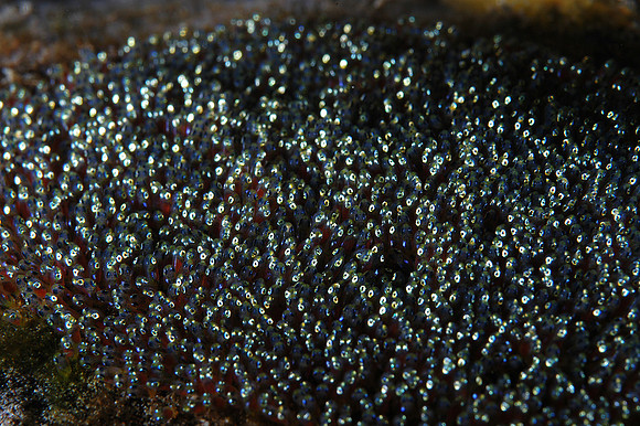 Saddleback Anemone fish eggs