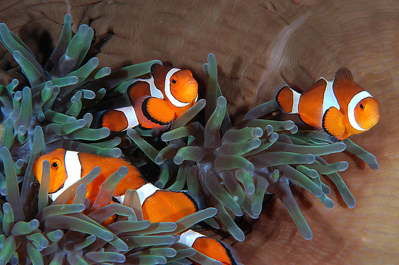 False Clownfish