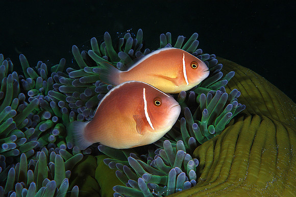 Pink Anemonefish
