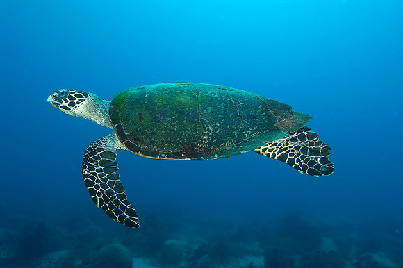 Hawksbill turtle