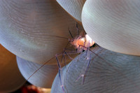 Coral shrimp