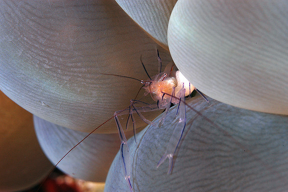 Coral shrimp