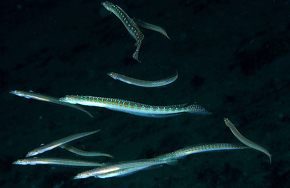 Spotted Sanddivers