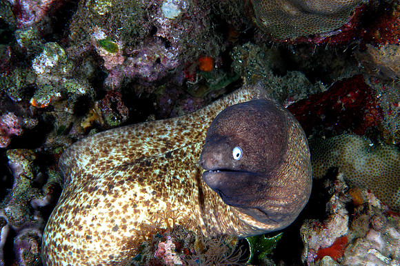 White eyed Moray