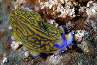 Sea slug