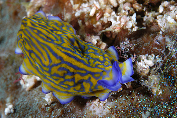 Sea slug