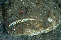 Halibut (large flounder)