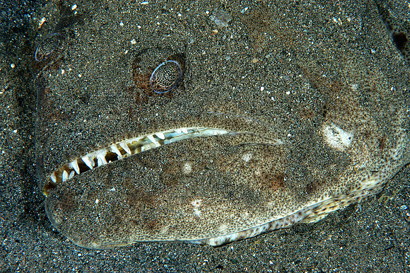 Halibut (large flounder)