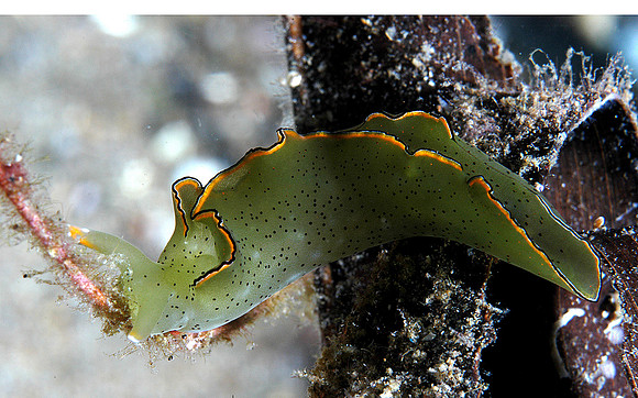 Sea slug/Flat worm