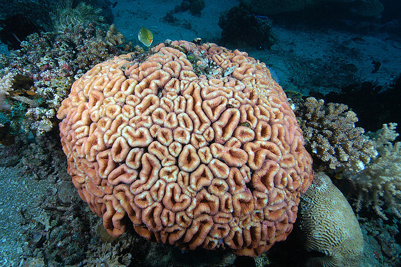 Hard coral head
