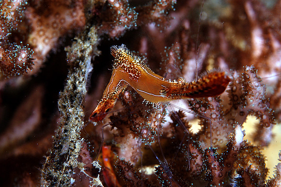 "Donald Duck" shrimp