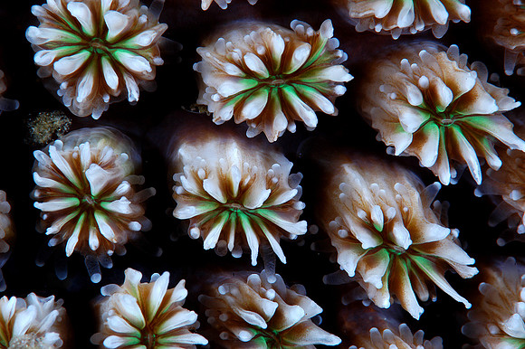 Hard coral