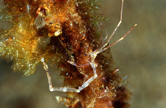 Skeleton shrimp