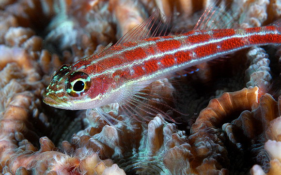 Neon Triplefin (3/4")