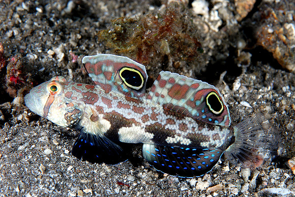 Twin Spot Goby
