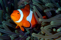 False clownfish w/cleaner shrimp