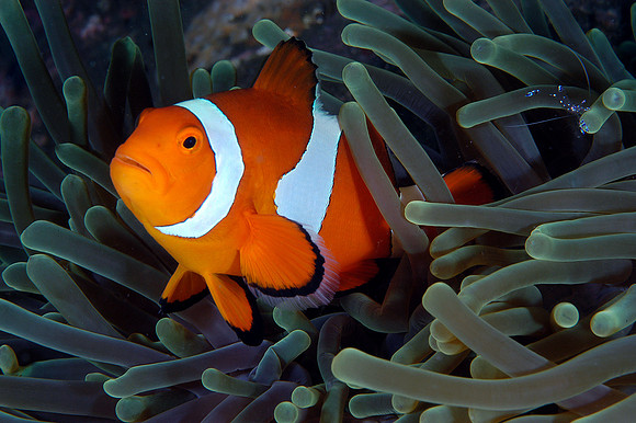 False clownfish w/cleaner shrimp