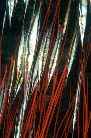 Razor fish in red whip coral