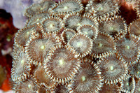 flower coral