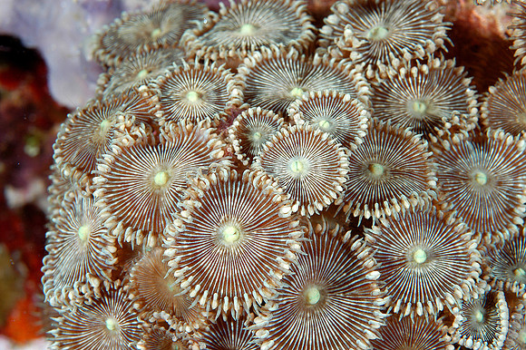 flower coral