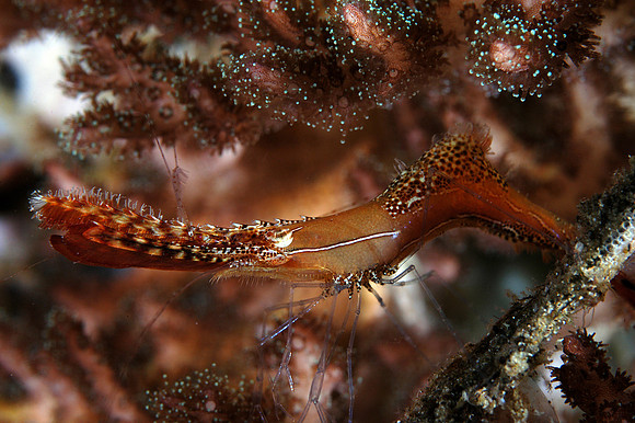 "Donald Duck" shrimp