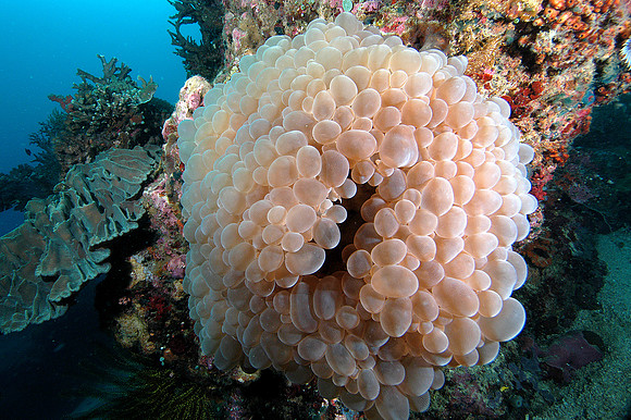 large cluster of Bubble coral