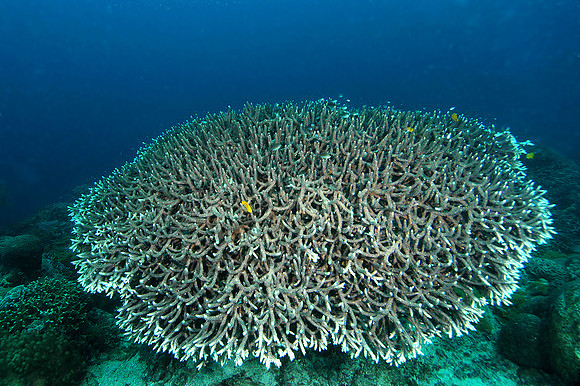 Staghorn coral (Acropora grandis)