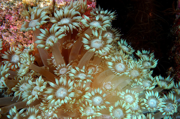 Flower coral