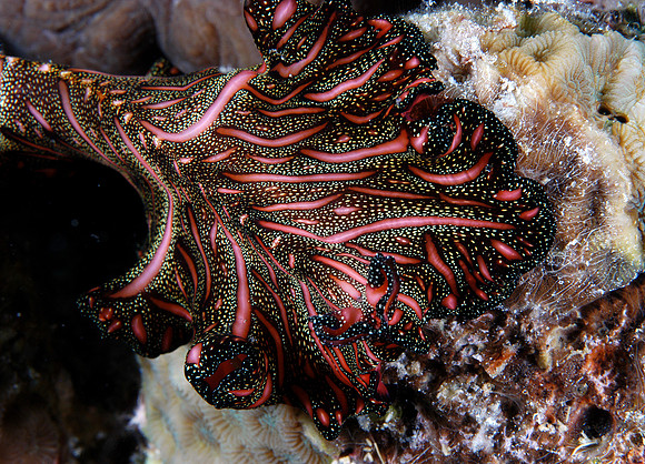 Sea slug
